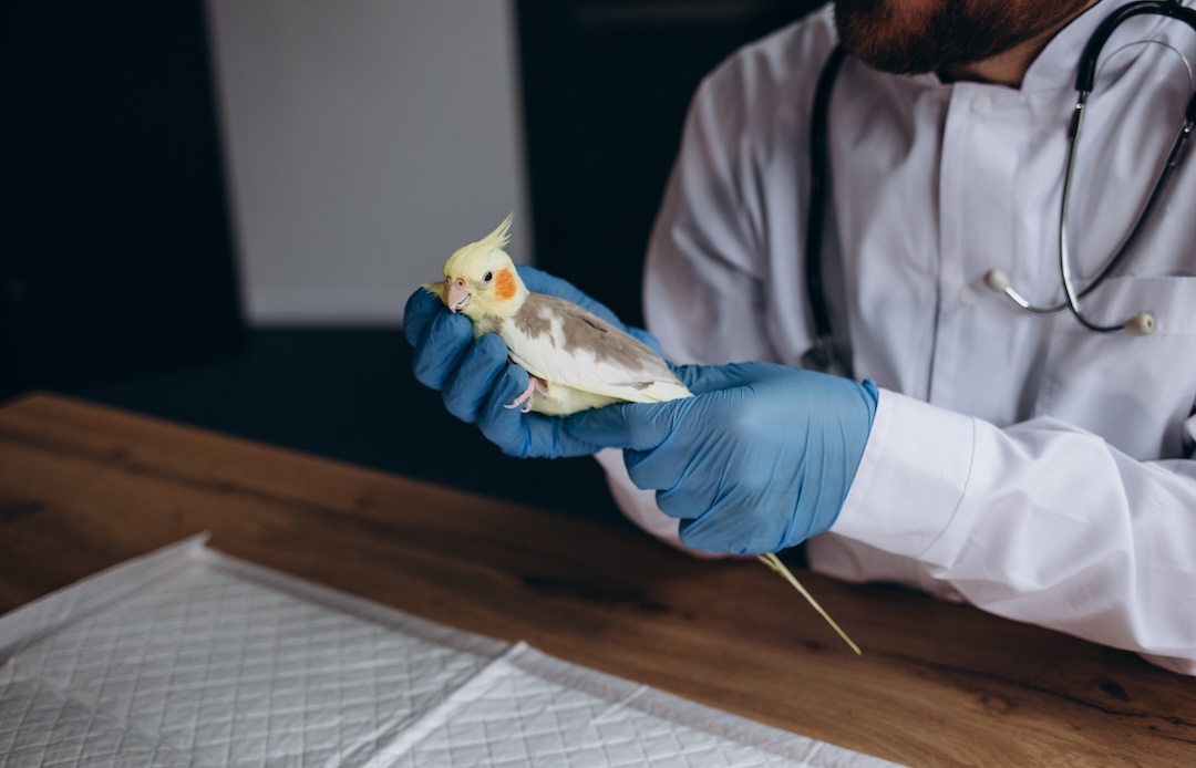 Veterinarian doctor is making a check up of a parrot. Veterinary